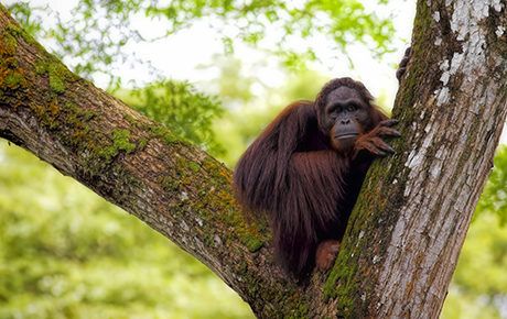 Orangutan-Kjersti-Joergensen-Shutterstock--