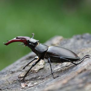 Sherie-New-male-stag-beetle-Stag-Weekend-Great-Stag-Hunt-2020