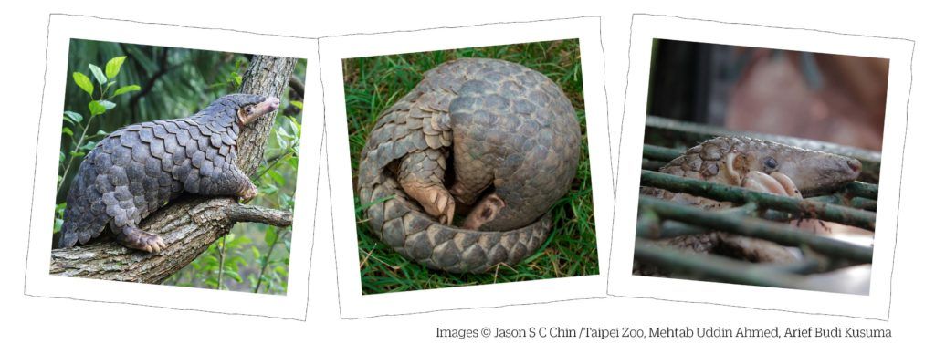 Save our pangolins - pangolin appeal