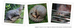 Protect our pangolins - pangolin appeal