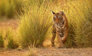 Tigers-Wild-shaale-schools-teach-how-to-live-alongside-wildlife