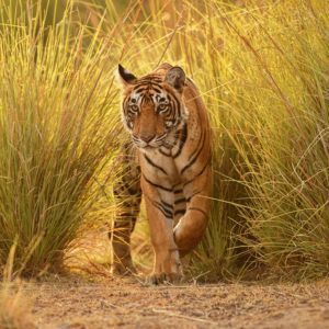 Tigers-Wild-shaale-schools-teach-how-to-live-alongside-wildlife-square