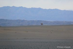 Searching for snow leopards and bears in Great Gobi, Mongolia
