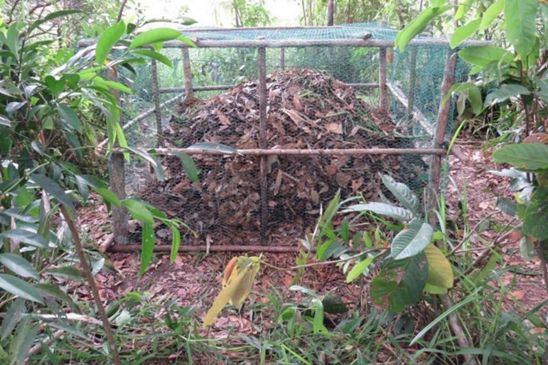 Two dozen eggs, please – discovery of Siamese crocodile nest lifts the lockdown gloom