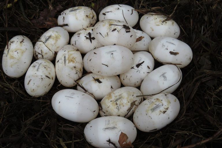 Discovery of Siamese crocodile nest lifts the lockdown gloom - PTES