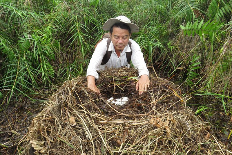 Two dozen eggs, please – discovery of Siamese crocodile nest lifts the lockdown gloom