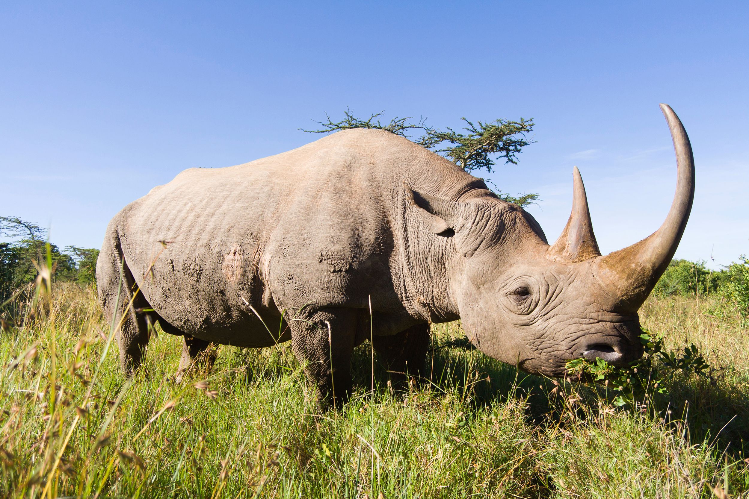 Rubbing shoulders with the rich to protect rhinos