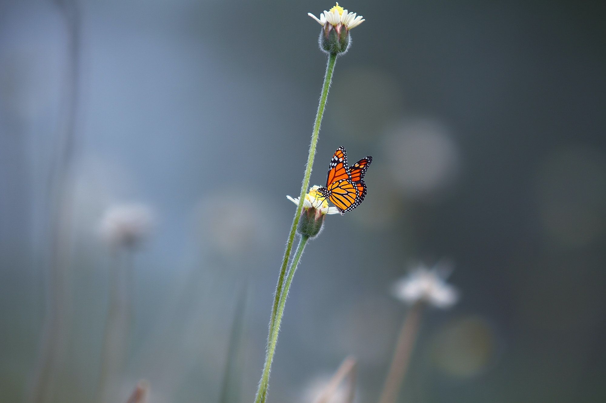 black-and-orange-butterfly-on-white-petal-flower-132184