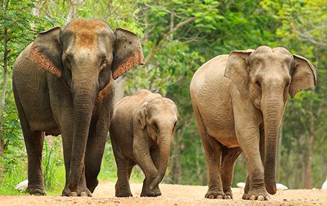 Supporting Sumatran elephants in the Leuser ecosystem, Indonesia