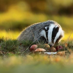 Badger-Michal-Ninger-Shutterstock-header-Living-With-Mammals-Autumn-square