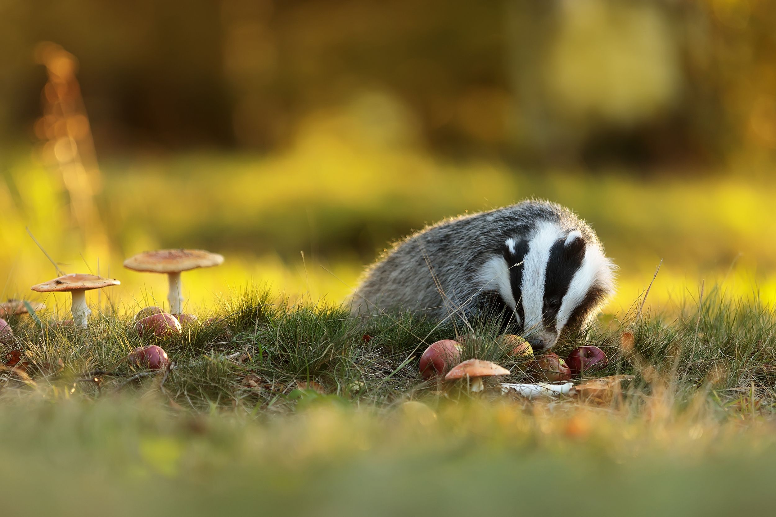 Badger-Michal-Ninger-Shutterstock-header-Living-With-Mammals-Autumn