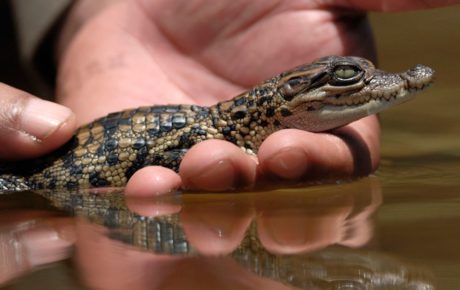 Ensuring a safer future for Siamese crocodiles in Cambodia