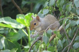Living with Mammals - Grey squirrel - Spotting urban mammals