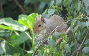 Grey-squirrel-Living-with-mammals-thumbnail