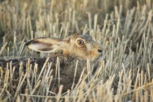 Living-with-Mammals---Brown-Hare-by-Robin-Hamilton