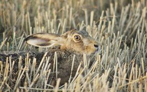 Living-with-Mammals---Brown-Hare-by-Robin-Hamilton-thumbnail