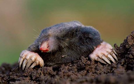 mole-by-laurie-campbell-Living-with-mammals-thumbnail