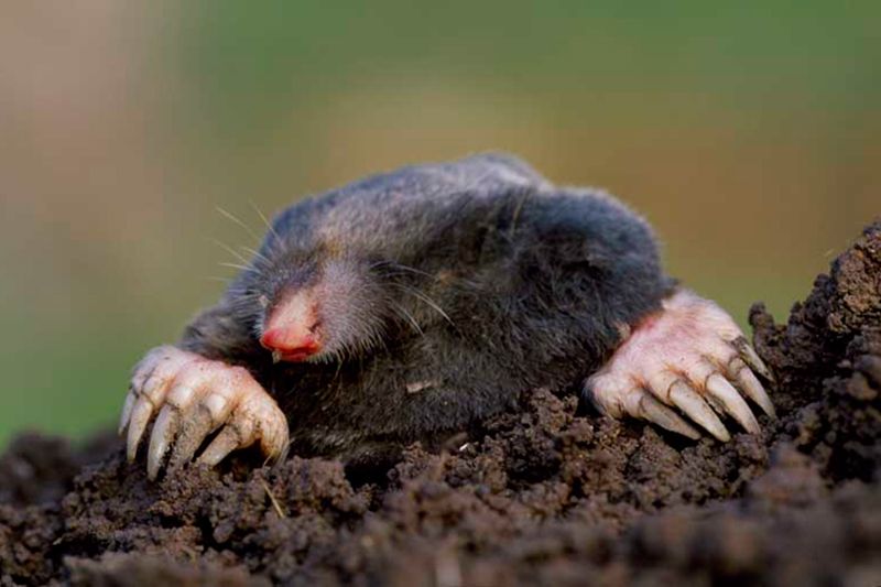mole-by-laurie-campbell-Living-with-mammals