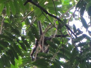 Gathering critical evidence to help protect brown-headed spider monkeys in Colombia