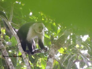 Gathering critical evidence to help protect brown-headed spider monkeys in Colombia