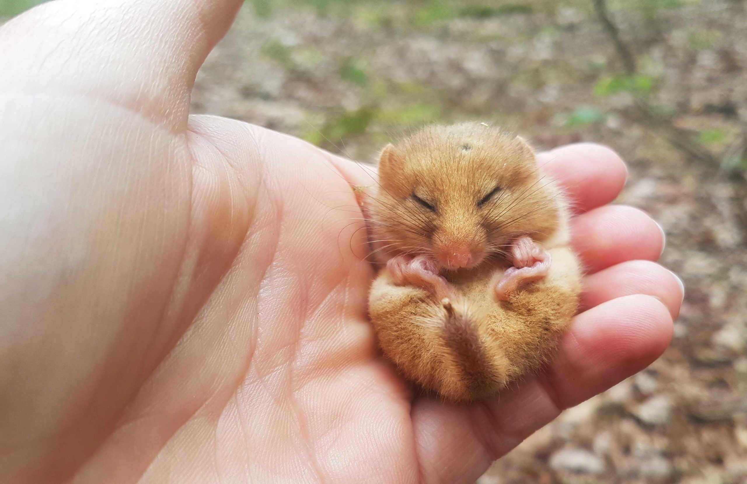 Lorna-Griffiths-dormouse-in-hand-Meet-the-monitors-Dormouse-Week