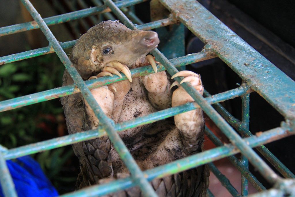 Pangolins are the world's most trafficked mammal. 