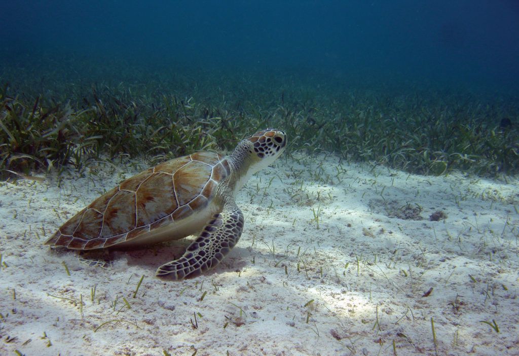 Young green turtle over seagrass bed in the Turks and Caicos Islands.