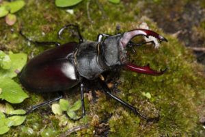 Male stag beetle spotted by Andrew Neal.