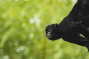 Black headed spider monkey