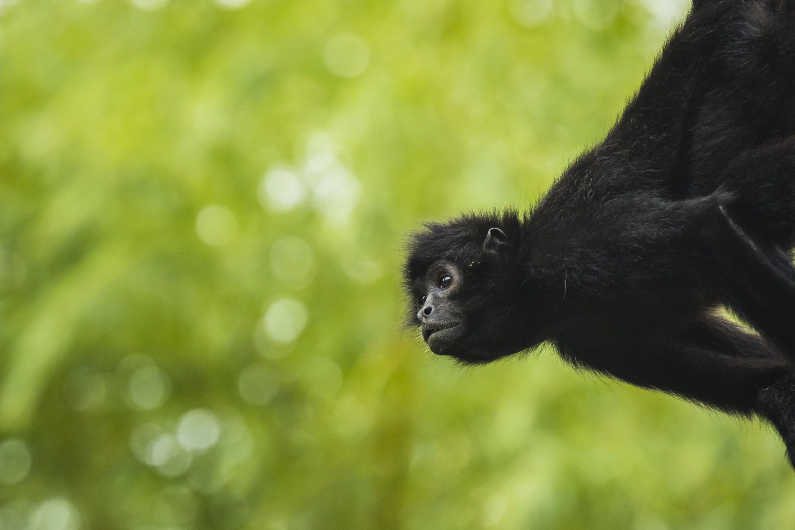 Black headed spider monkey SanderMeertinsPhotography Shutterstock