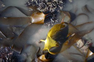 kelp sussex study