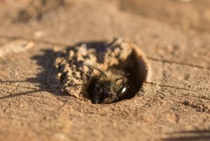 Mason Bee (Osmia lignaria) peeking out of its wood bore nest