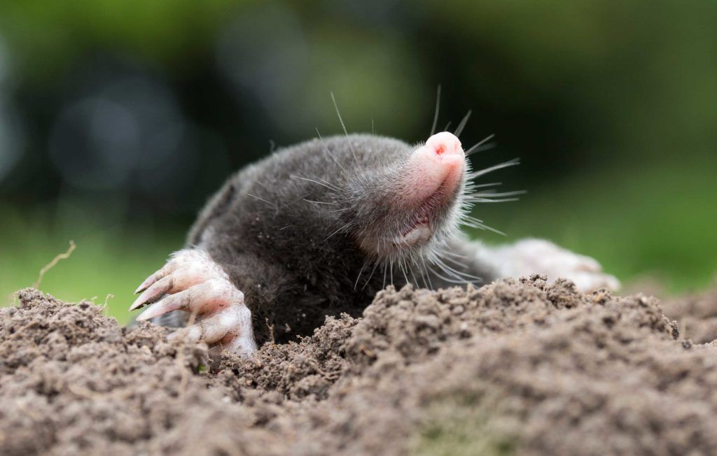 Going underground: the extraordinary life of a mole PTES