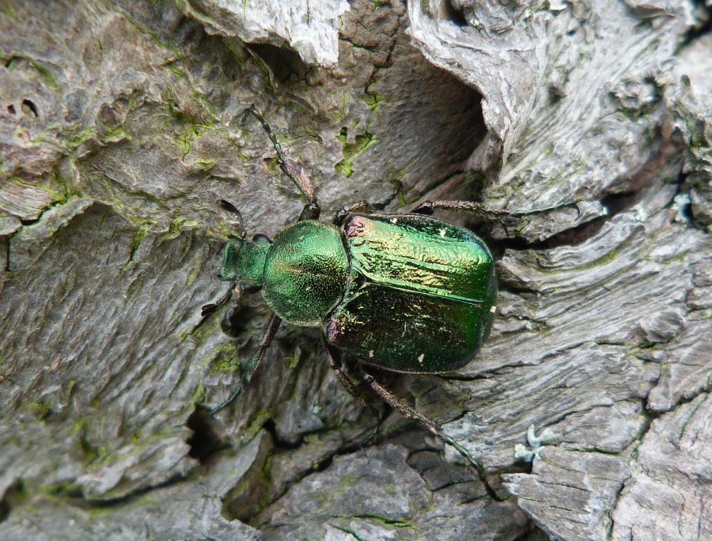 Noble chafer beetle.