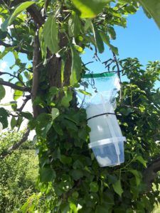 Searching for noble chafer beetles in the field using traps