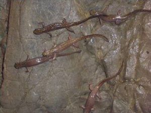cave salamanders