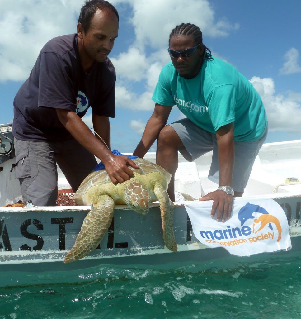 The Marine Conservation Society team tagging and releasing turtles to track their movements.