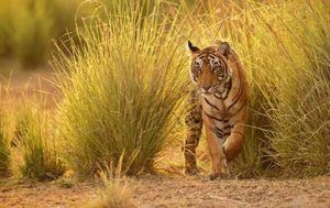 Tigers-Wild-shaale-schools-teach-how-to-live-alongside-wildlife-thumbnail