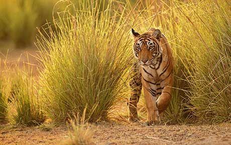 Tigers-Wild-shaale-schools-teach-how-to-live-alongside-wildlife-thumbnail