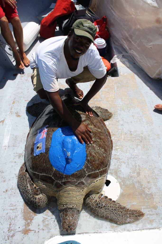 The Marine Conservation Society team tagging and releasing turtles to track their movements.
