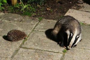 hedgehog-and-badger-Angie-Davidson