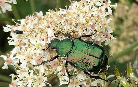 Noble chafer beetle at Iwade