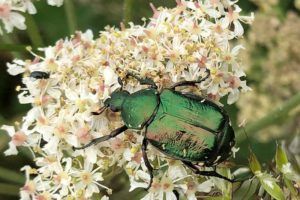noble-chafer-Iwade-by-ross-bower-ptes