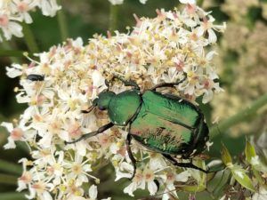 Noble chafer beetle at Iwade.