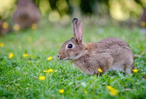 A bunny thing: the role of rabbits