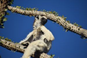JesseFreezeGIVECREDIT-sifaka-lemur-scaled