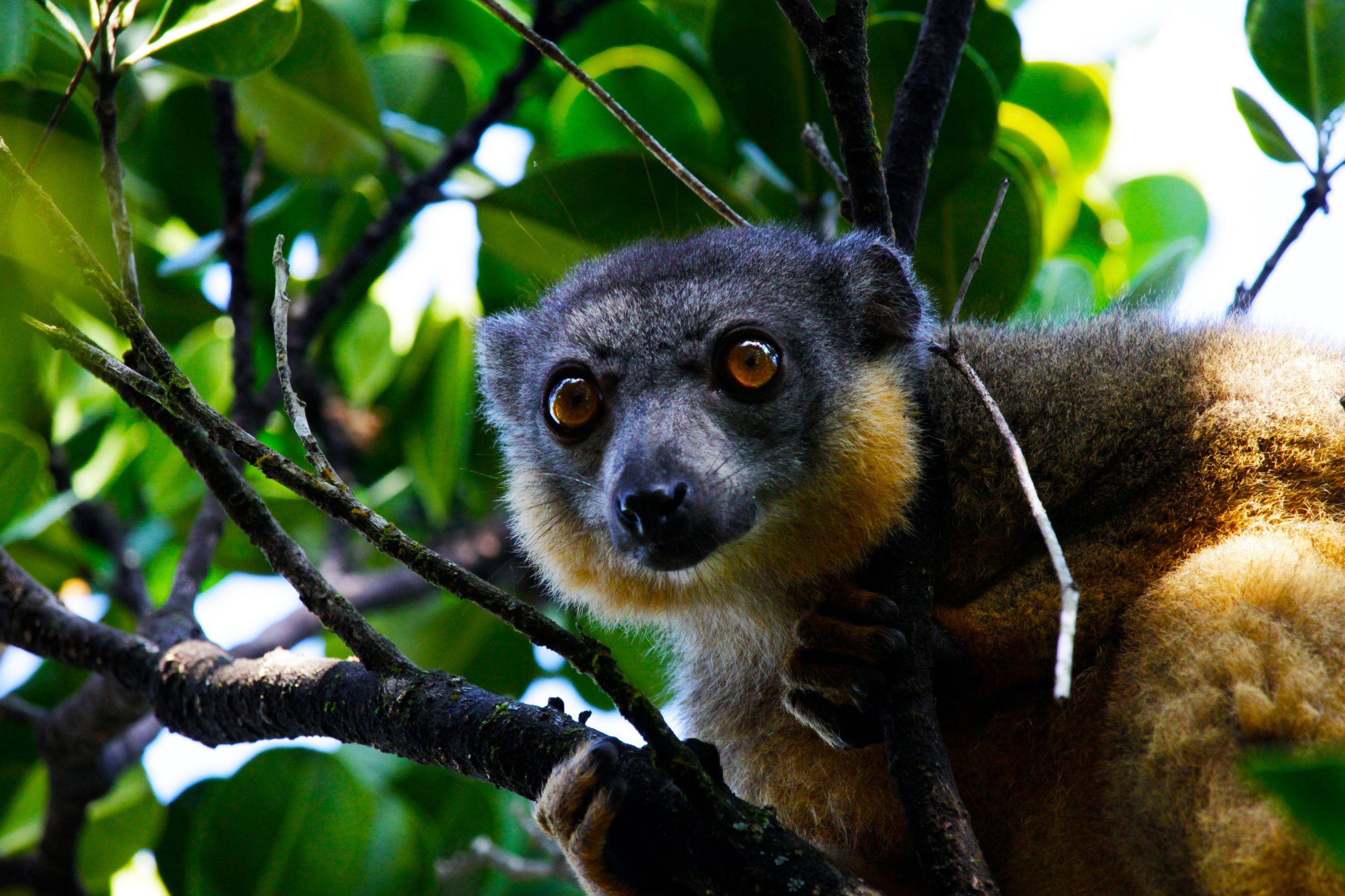 Brown lemur Eulemur Collaris CREDITAdamMarks