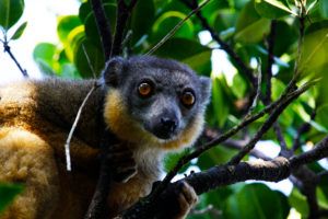 Brown-lemur-Eulemur-Collaris-CREDITAdamMarks