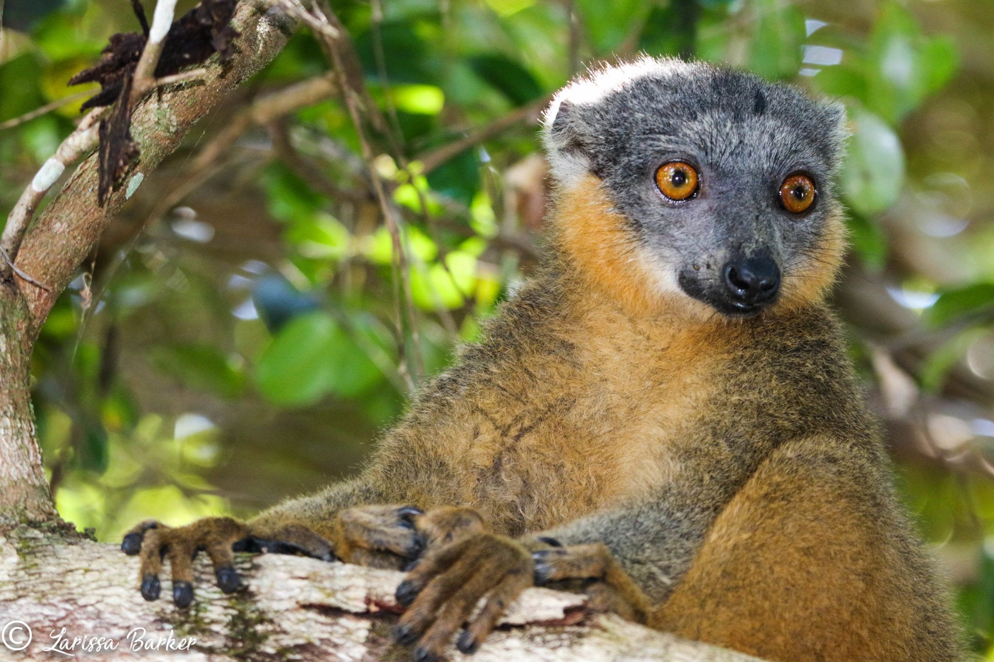 Collared Brown Lemur [Report photo] CREDITLarissaBarker - People's ...