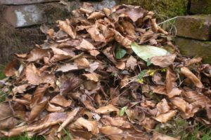 How to make a leaf pile Wildlife Friendly Garden’